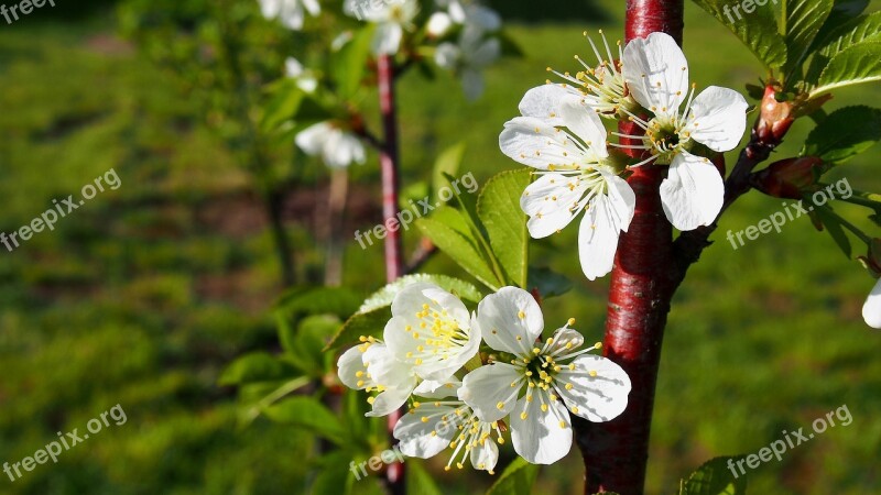 Flower Cherry Blooms Spring Nature