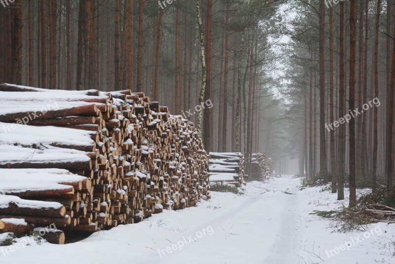 The Fog Felling Forest Landscape Nature