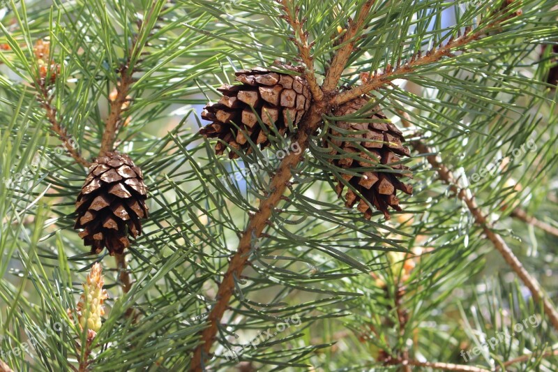 Pine Cones Spring Conifer Free Photos