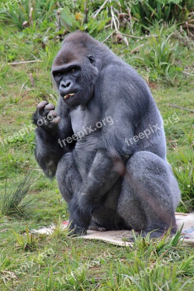 Gorilla Zoo Animal Ape Sitting