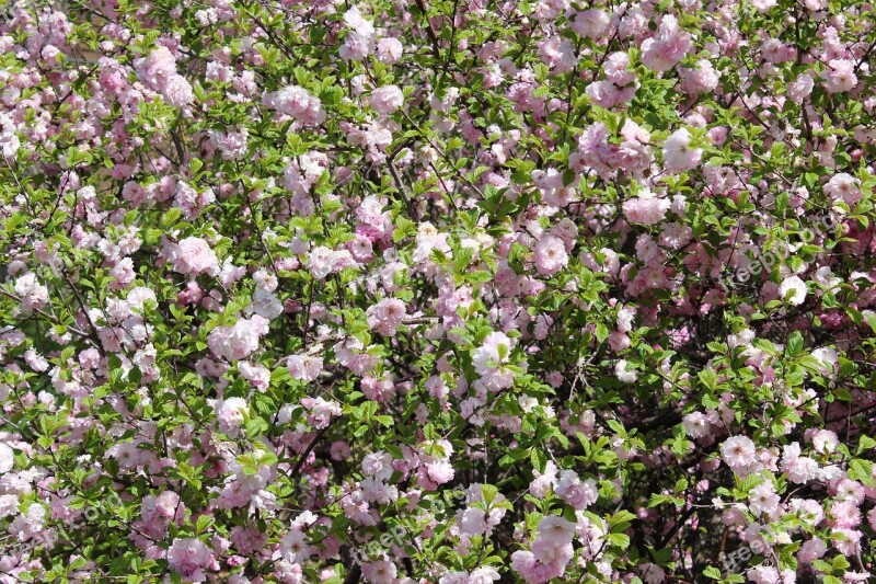 Flowers Bush Garden Nature Plant