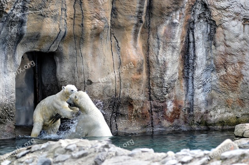 Polar Bear Polar Bears Zoo Blijdorp Free Photos