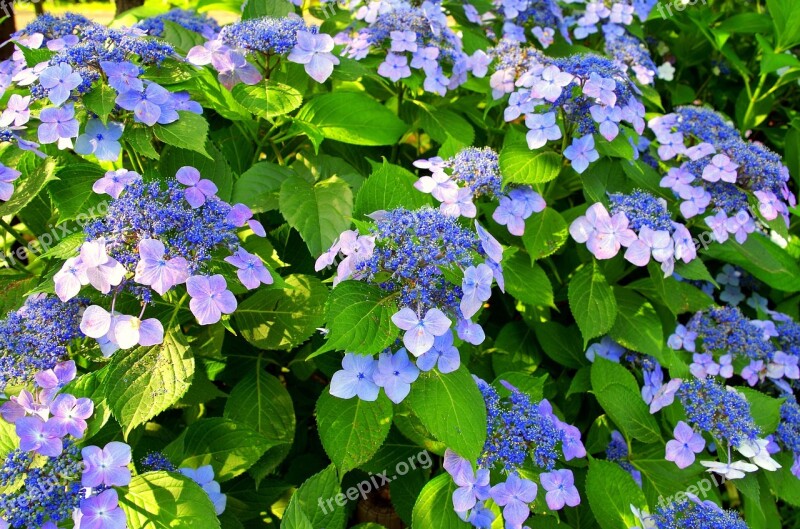 Hydrangea May Japan Green Natural