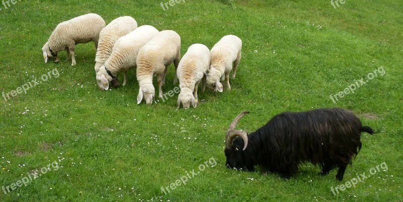 Animals Sheep Wool Meadow Flock Of Sheep