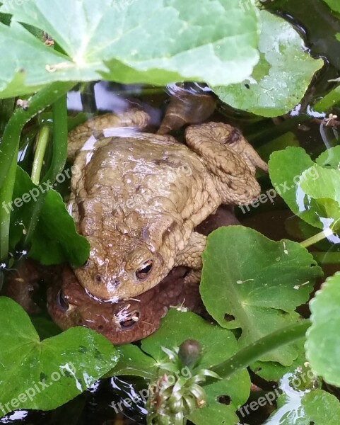 Toads Unken Spawn Reproduction Free Photos