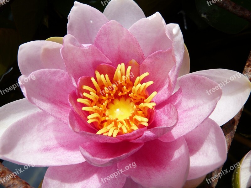 Water Lily Pink Aquatic Plant Pond Plant Free Photos