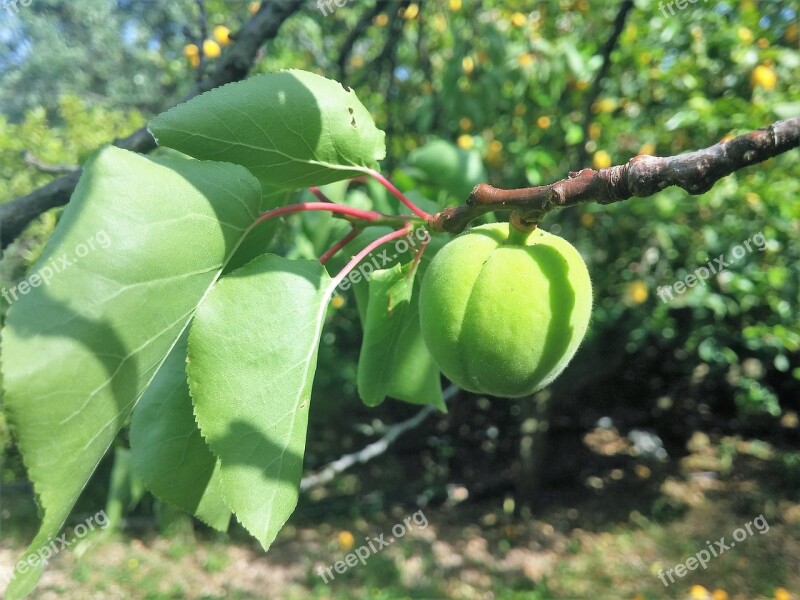 Apricot Apricot Green Apricot Tree Free Photos