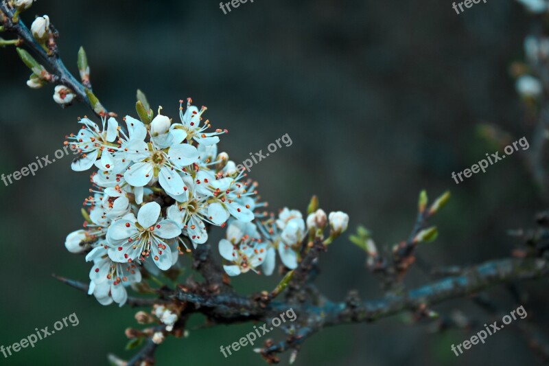 Flowers In Bloom Flowers Spring Nature Slovakia