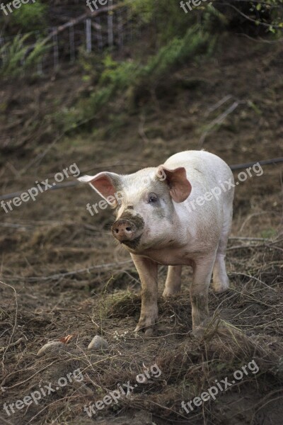 Farm Pig Animal Agriculture Livestock