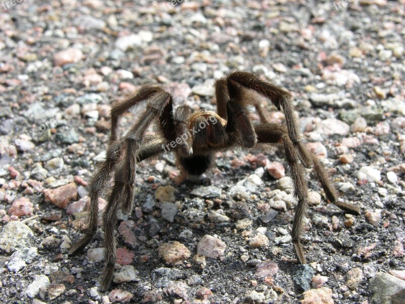 Tarantula Angry Colorado Spider Nature