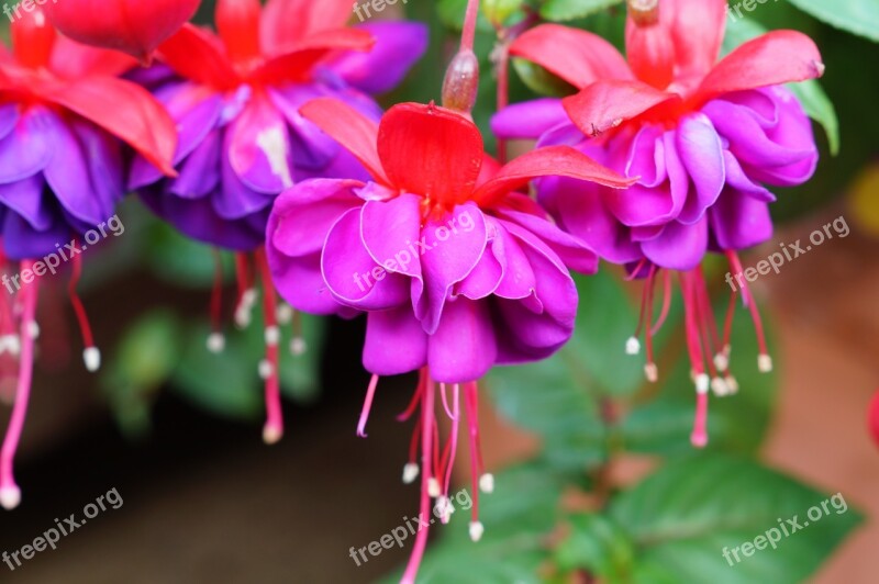 Fuchsia Flower Pink Stamen Nature