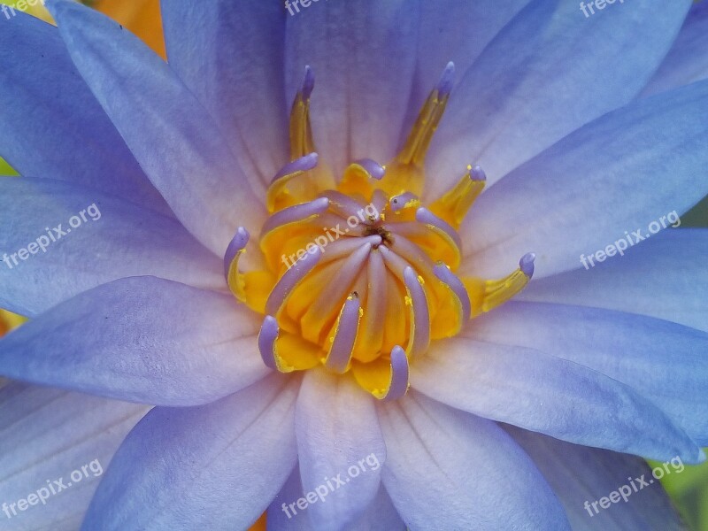 Lotus Leaf Lotus Water Plants Flowers Lotus Lake