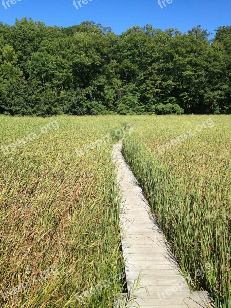 Marsh Boardwalk Path Summer Wetland