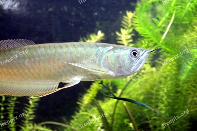 Silver Arovana Osteoglossum Bicirrhosum Fish Ischnosoma Bicirrhosum Arovana