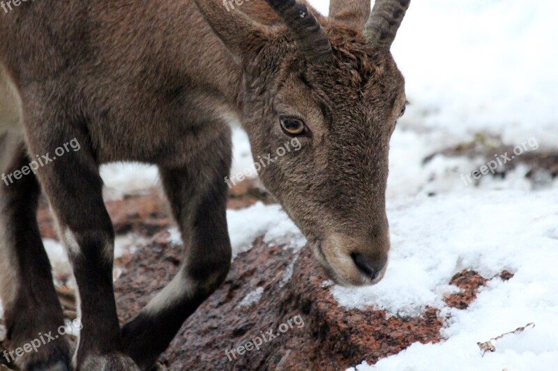 Dagestan Tur Vostochnobeisky Tour Vostochnobeisky Goat Capra Cylindricornis Are Goat