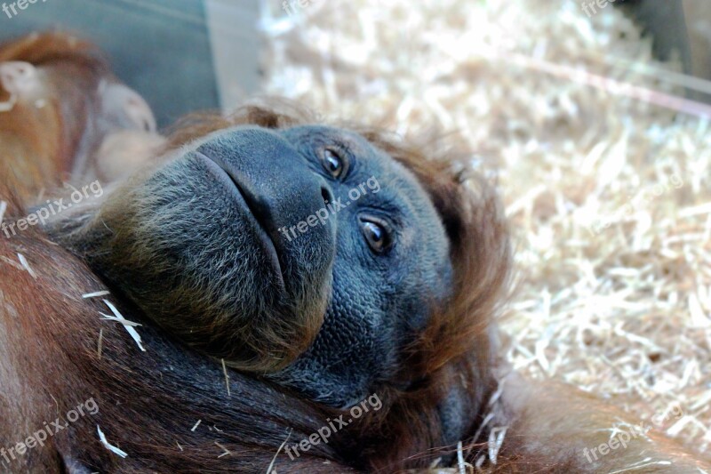 Orangutan Monkey Lies Head View