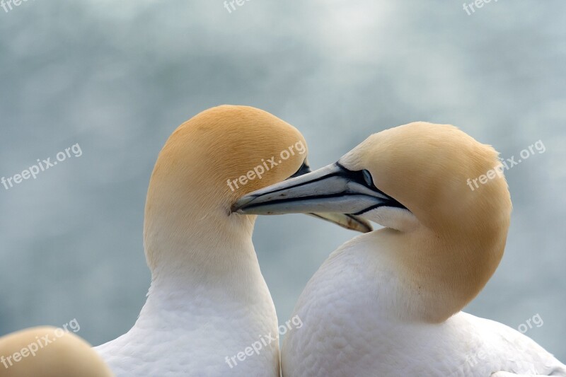 Northern Gannet Birds Animals Smooch Helgoland