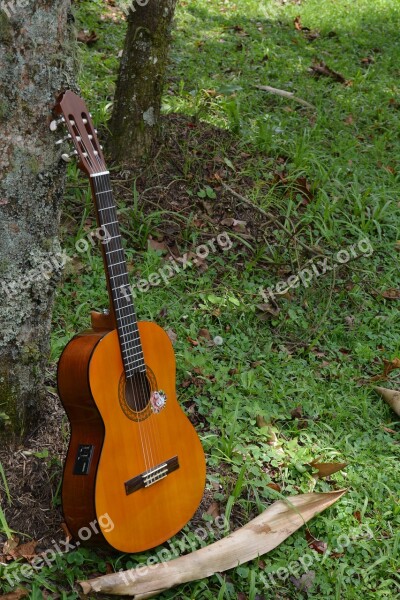 Guitar Forest Ropes Nature Free Photos