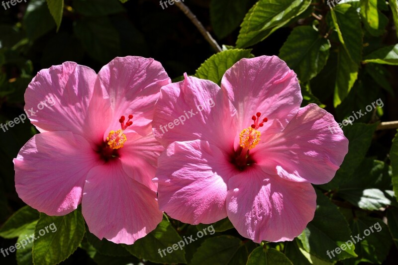 Pink Hibiscus Flower Floral Garden Beauty