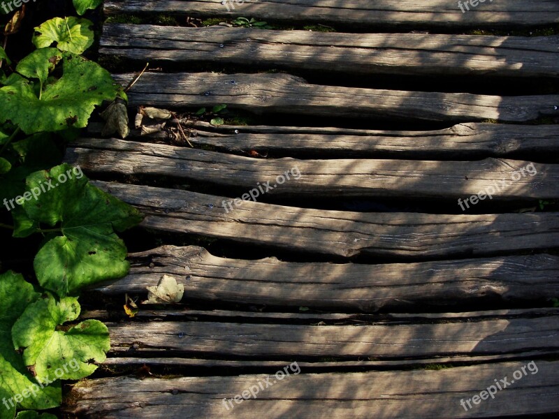 Wood Path Leaves Wooden Green