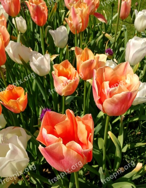 Tulips White Peach Flowers Floral