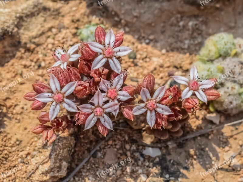 Wildflower Spring Flower Nature Blooming