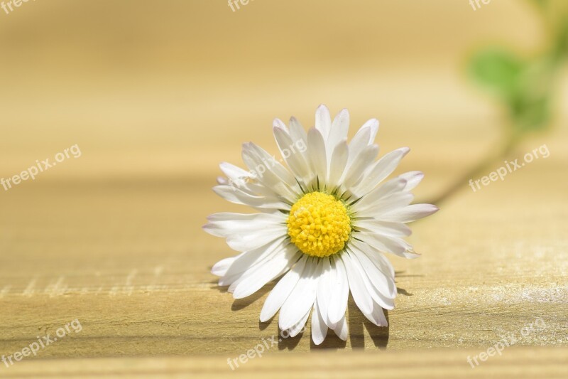 Daisy Lonely Nature Spring Blossom