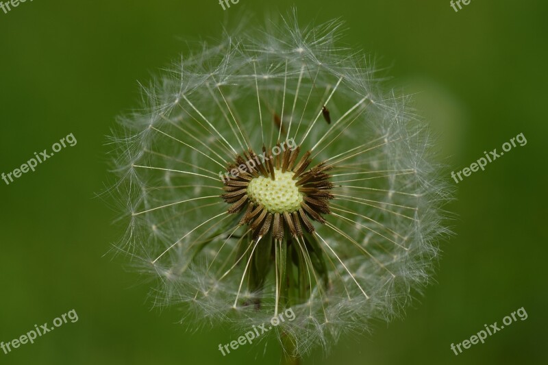 Dandelion Wind Nature Seeds Plant