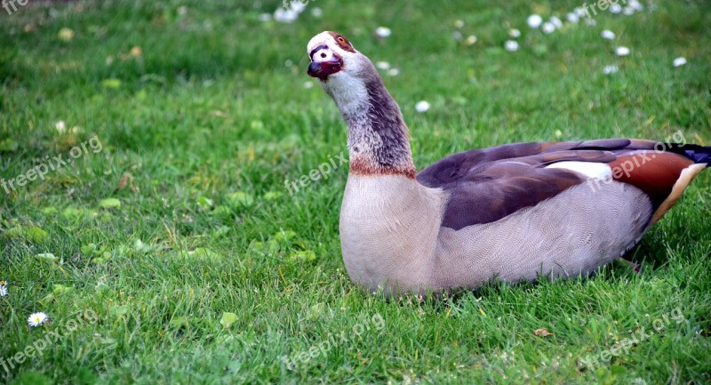 Goose Egyptian Egyptian Goose Nilgans Animal Bird