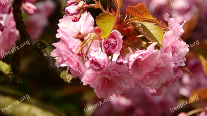 Sakura Flower Sakura Pink Flower Vernal Spring Flowers