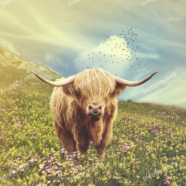 Bull Photomanipulation Cow Ox Animal