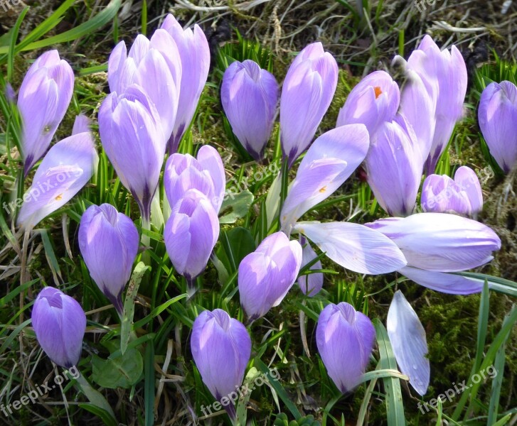 Husum Spring Flowers Crocus Spring Meadow Purple Flower