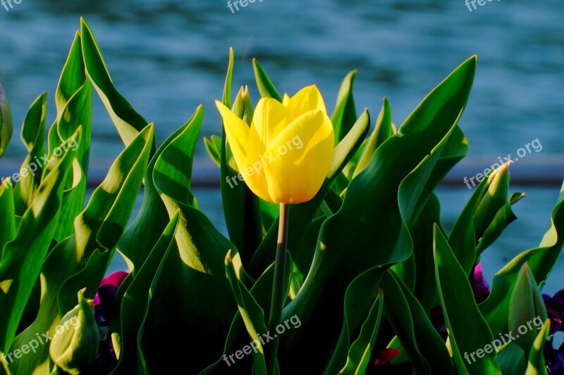 Tulip Yellow Spring Flowers Cut Flowers