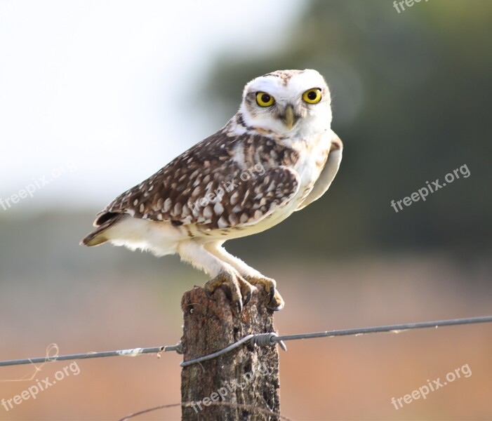 Owl Bird Animal Fauna Free Photos