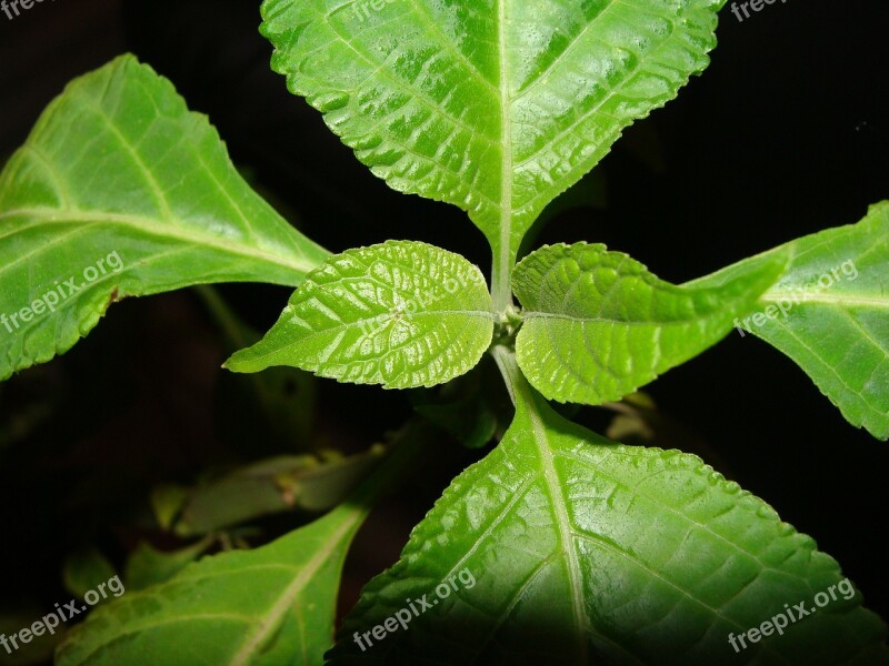 Leaf Leaves Green Plant Salvia Salvia Divinorum