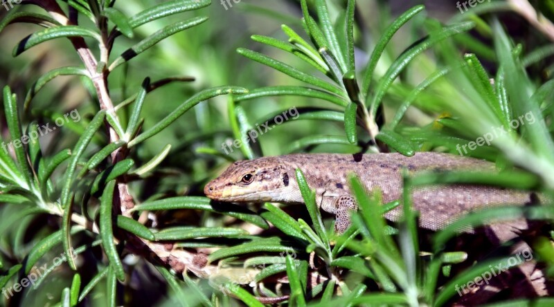 Lizard Reptile Animal Creature Nature