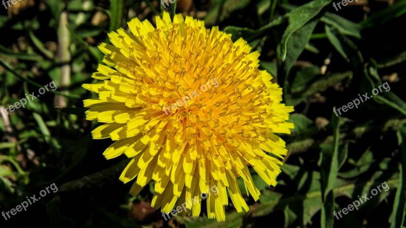 Flower Macro Nature Spring Meadow Flower