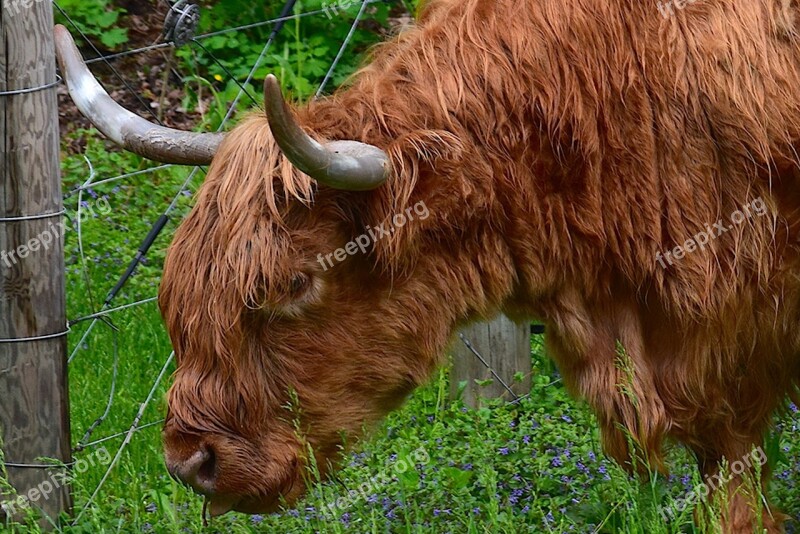 Bull Angus Red Orange Horns