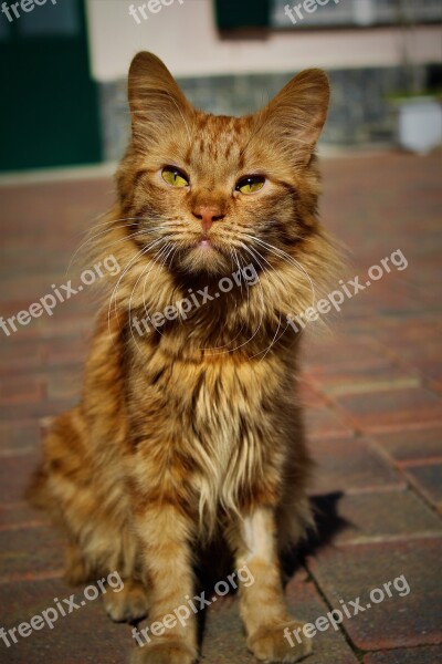 Feline Eyes Green Mustache Hair