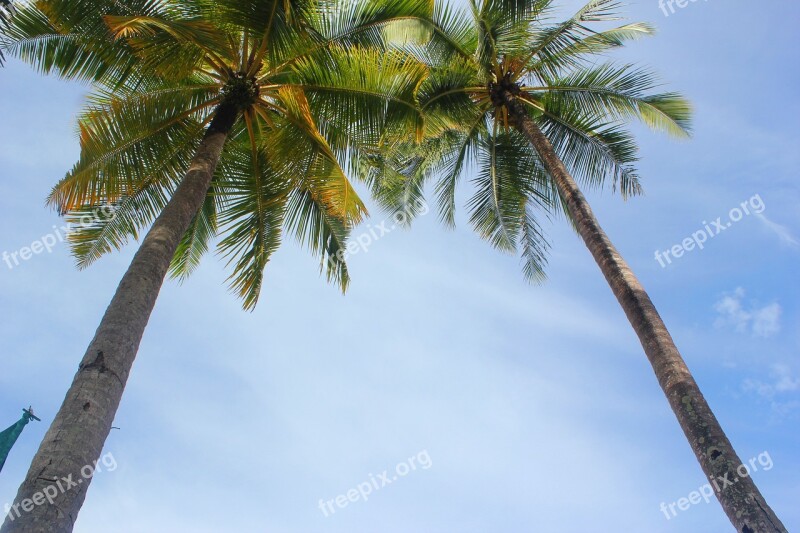 Tropical Palms Beach Sky Tree