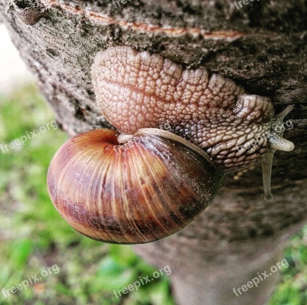 Snail Nature Macro Slow Inch