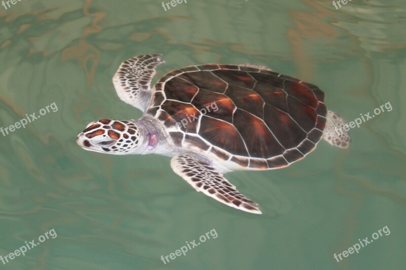 Turtle Swimming Turtle 4 Months Old Animal Underwater