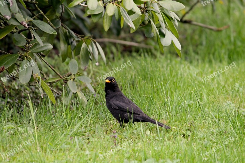 Blackbird Songbird Meadow Males Bird