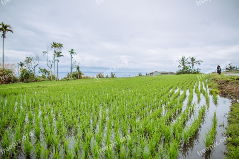 Field In Rice Field Seedlings Free Photos