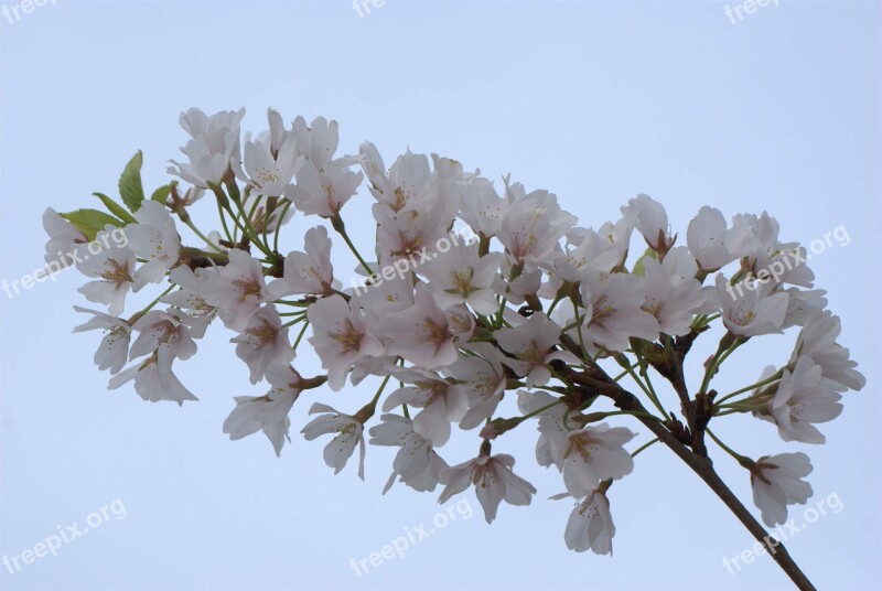 Cherry Blossom Flower Cherry Blossoms Cherry Spring