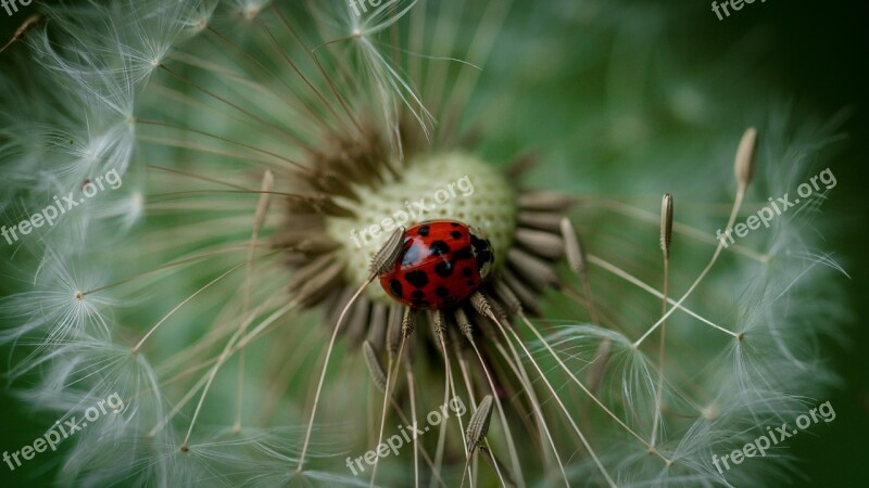 Dandelion Flower Blossom Bloom Seeds