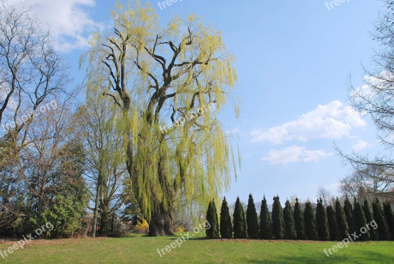 Garden Park Nature Green Tree