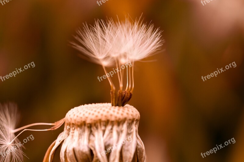 Dandelion Flower Nature Pointed Flower Plant