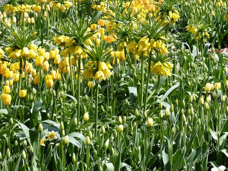 Flowers Spring Park Bed Nature