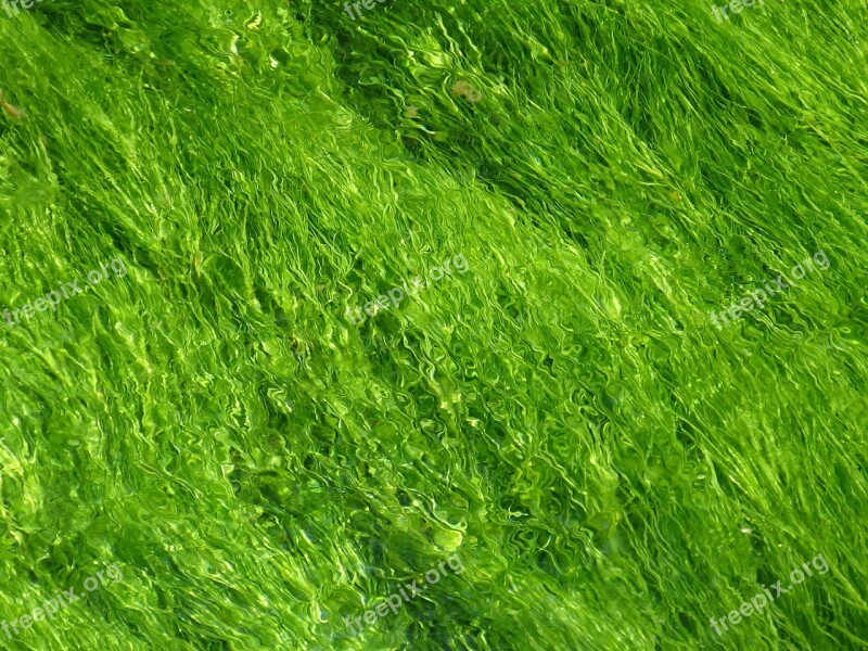 Green Background Texture Structure Light Green